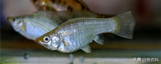 金瑪麗魚生產前有什麼預兆,金瑪麗魚產前徵兆(瑪麗魚大肚子多久會生)