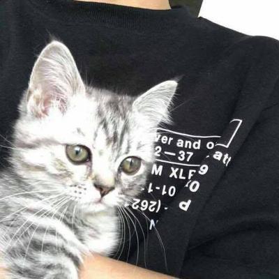 猫咪微信头像,猫咪头像(高冷动物微信头像高清可爱小猫咪) 猫咪微信头像,猫咪头像(高冷动物微信头像高清可爱小猫咪)