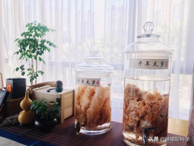 太岁是什么东西，太岁是什么东西图片（捡到的太岁为何还能继续生长）