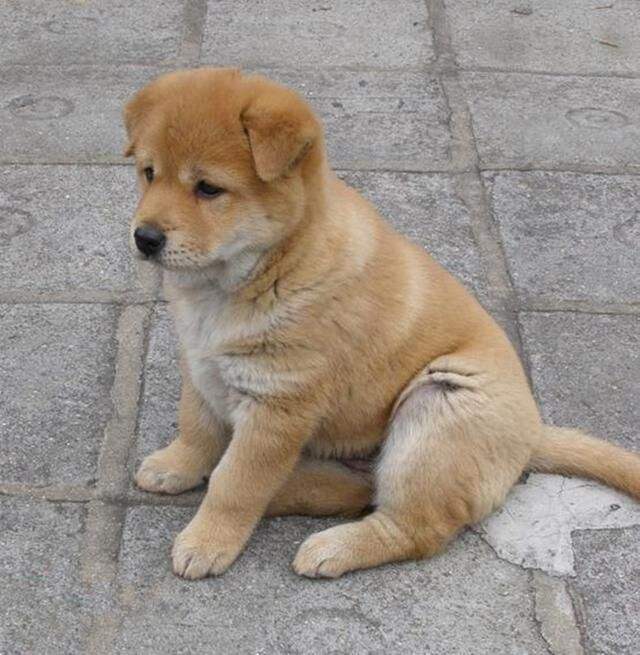 中华田园犬(拉丁学名:canis lupus familiaris),传统称呼为"土狗"