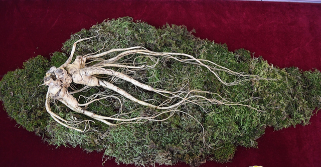 怎样区分山参，怎样区分山参和洋参（为什么野生人参远超黄金）