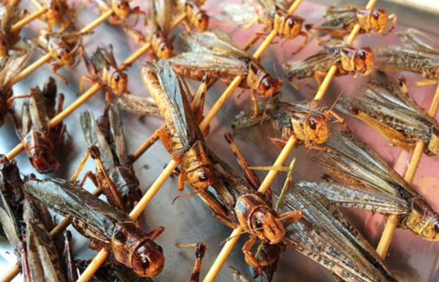 炸蚂蚱全身都可以吃吗，油炸的蚂蚱能吃吗（吃起来也是嘎嘣脆）