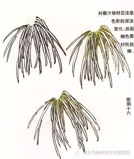 花的画法——菊花的画法，菊花是怎么画（菊花画法大全）