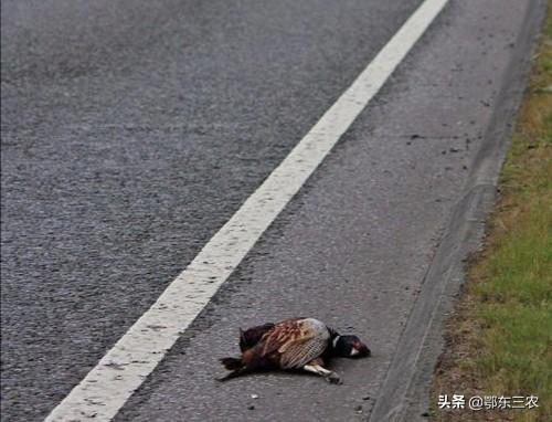 山珍野味是什么动物（春天的野鸡千万不要捡）