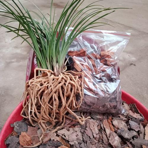 怎样养兰花 兰花的养殖方法，怎样养兰花（4个“基本”不能少）