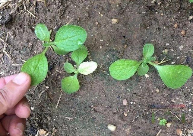 一种养殖琉璃苣的方法，琉璃苣的养殖方法和注意事项（买点种子种花盆里都能生长）