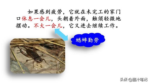 蟋蟀的住宅指的是什么，蟋蟀的住宅 是指什么（第三单元《蟋蟀的住宅》课文讲析）