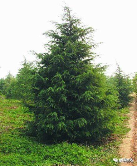 金边大叶黄杨园林用途有哪些，金边黄杨与大叶黄杨的区别（《郑州市城市绿化树种推荐名录》）