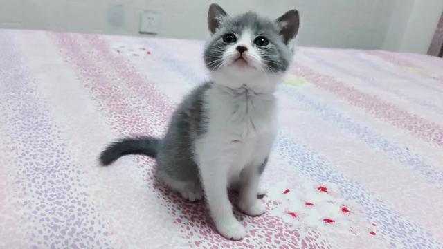 两个月大的猫咪的训养方法,怎么训练两个月的猫咪(新手怎么喂养和训练两个月的小奶猫) 两个月大的猫咪的训养方法,怎么训练两个月的猫咪(新手怎么喂养和训练两个月的小奶猫)