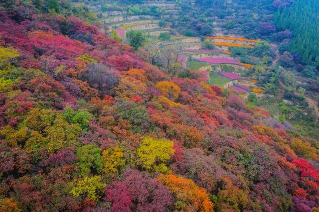 满山红叶似彩霞，阿宝歌曲大全（山东最全赏红叶地图来了）