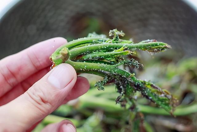 如何腌制香椿咸菜，如何腌制香椿咸菜视频（放1年照样好吃）