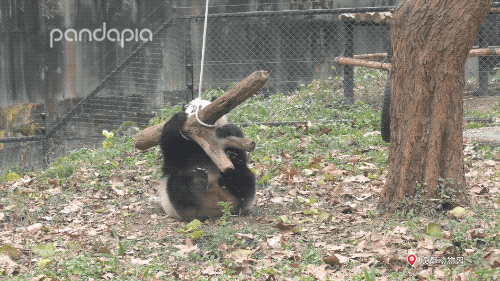 动物园都有什么，北京动物园都有什么（你只看到它们辛勤的玩耍）