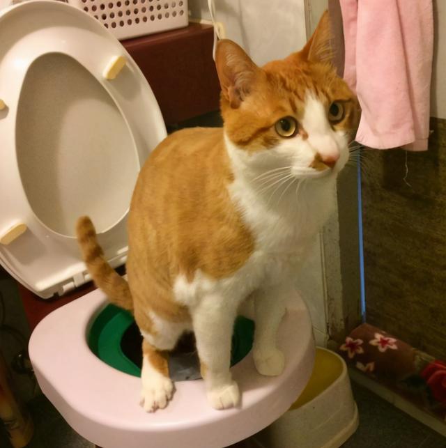 猫咪上火怎么办，猫咪上火怎么办最有效（猫咪上火的“5大症状”）