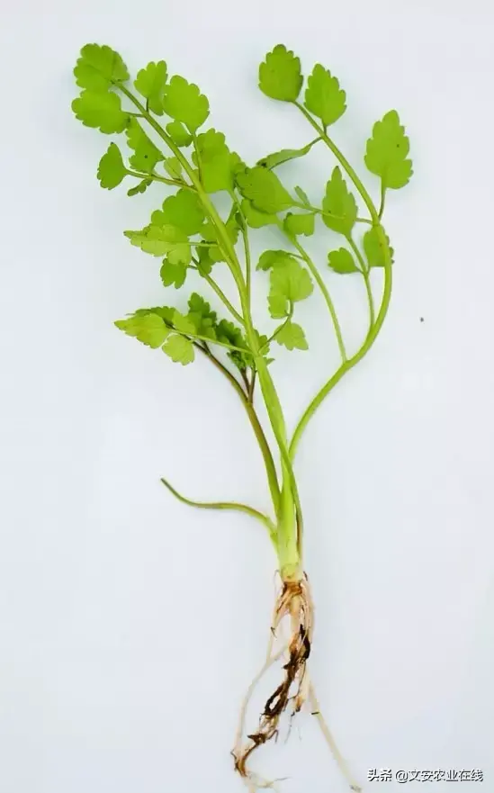 野荞麦根和乌鸡蛋煮，野荞麦根和乌鸡蛋煮水的功效（农业科普：53种野菜）