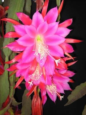 令箭荷花的养殖方法和注意事项，令箭荷花的养殖方法（开出一片“荷花海”）