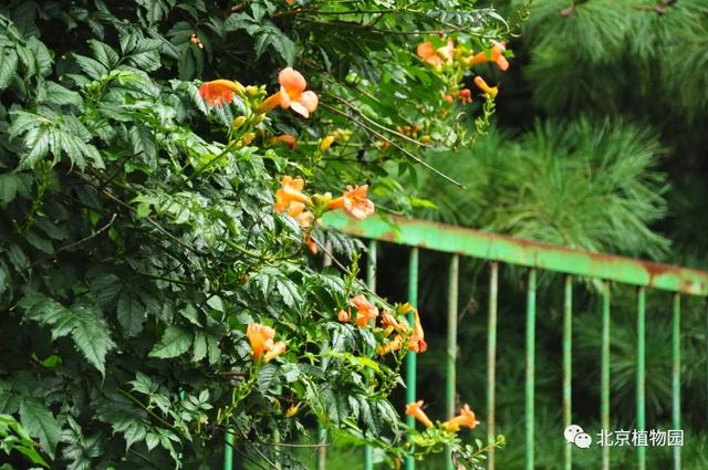 凌霄花，原来凌霄花是植物界的“性格多面手”（凌霄花花期多久一年开几次花）