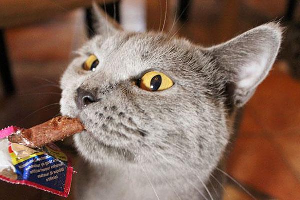 猫喜欢吃什么零食，猫能吃什么（偶尔给猫主子喂一些零食）