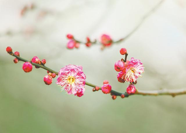 十里桃花不如你下一句，十里桃花不如你的诗句（不如你”的下一句是什么）