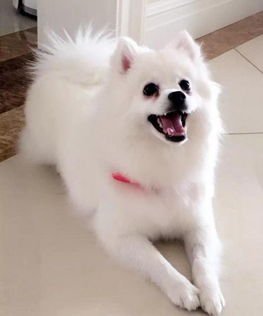 世界名犬大全，世界名犬大全安卓下载（世界10大长得超可爱的狗狗）