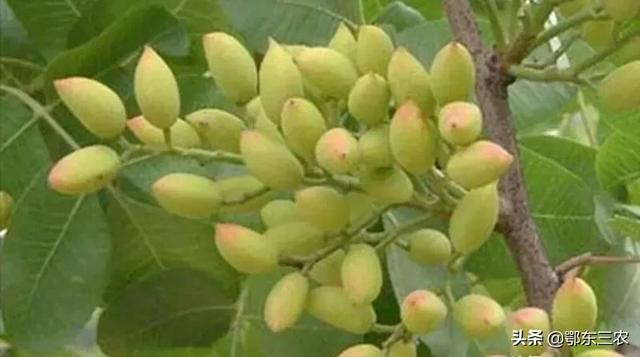 开心果是什么树的果实，开心果是哪种树的果实（我国的开心果是在哪些地方种植）