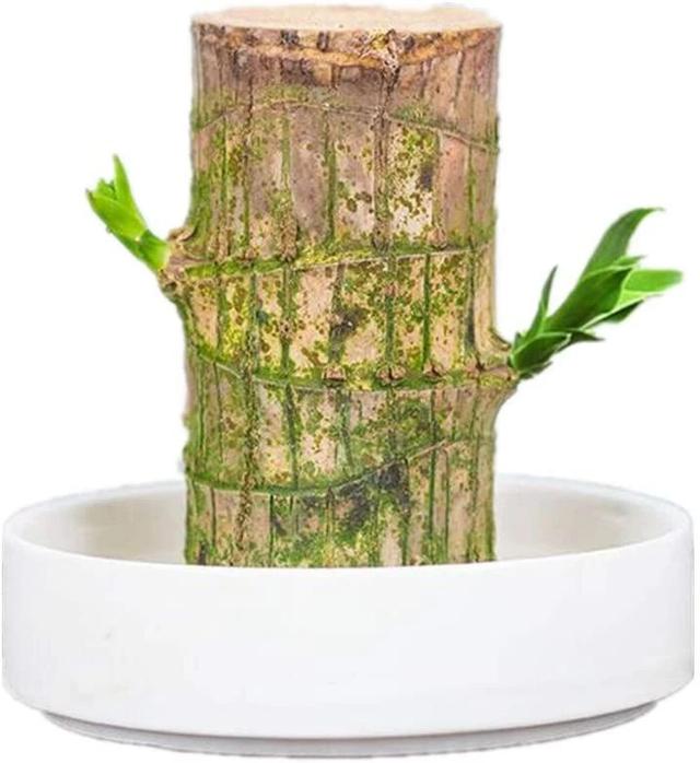 黑叶芋，这些网红植物都可以养室内（黑叶芋小仙女）