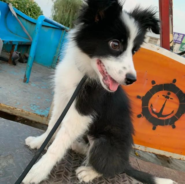 金毛犬，6种狗狗小时候和长大的对比（金毛犬的优缺点及性格）