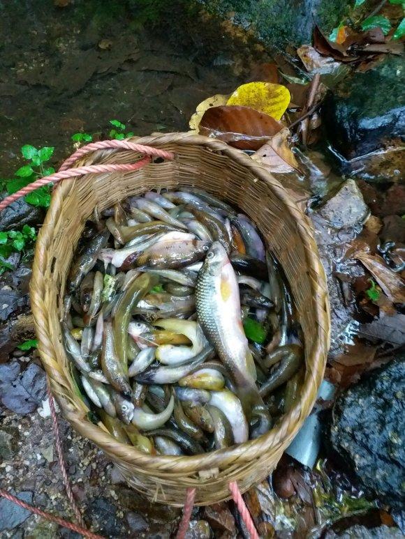 避暑季之福州鳝溪一游，福州鳝溪山泉水（这条小溪沟的鱼是我吃过最好吃的鱼没有之一）