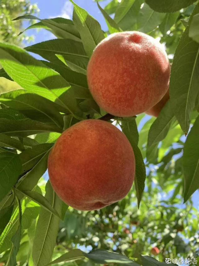 桃子是什么季节的水果，桃子成熟季节（你家乡的特色水果是什么）