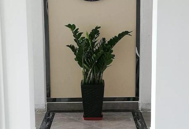 鹅掌柴的作用与功效，鹅掌柴的功效与作用（一养就能养20年）