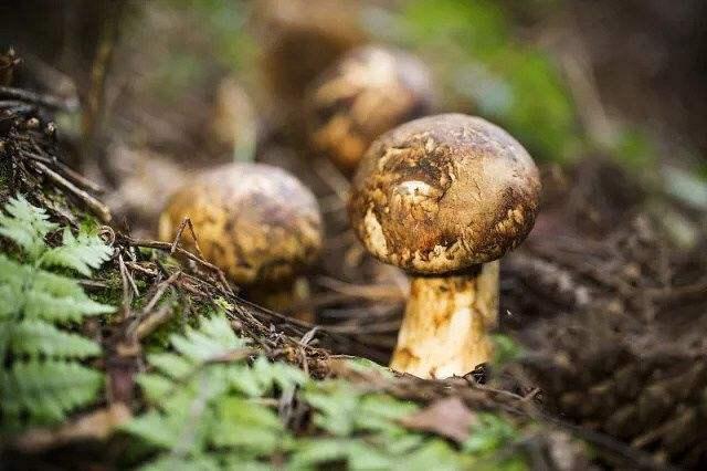 吃松茸的禁忌，松茸怎么吃法大全（健康口感两不误的养生圣品）