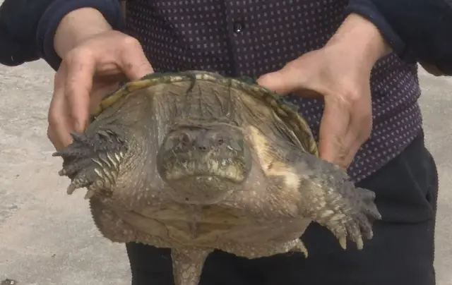 网上流传的吃人塘鲺是真的吗，高州食人大塘鲺（公安部提醒：这些外来物种）