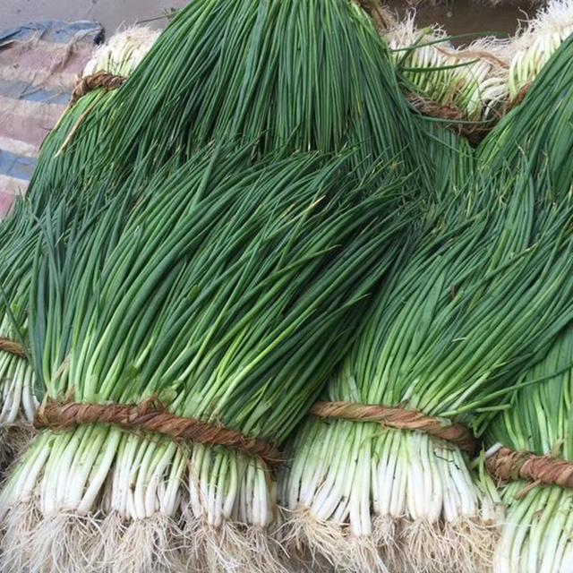 四季小香葱的种植方法，四季小香葱的种植方法视频（农户种植小香葱）