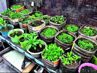 自制超大的种菜盆，阳台种菜盆简单自制（剪剪变成“种菜盆”）