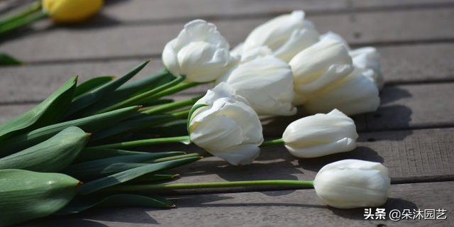 白色郁金香花语，白色郁金香花语象征与寓意（白色郁金香花束）