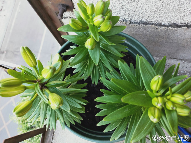 亚洲百合种植方法，耗时两个月的百合种植日记