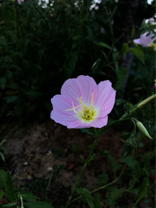昙花（昙花花语），这4种花却在悄悄争奇斗艳（昙花的花语和象征）
