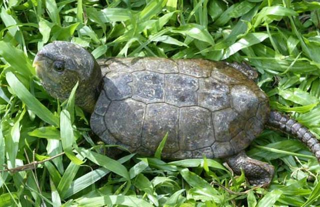锯缘摄龟的外形特征，锯缘龟怎么看品相（普及一下常见乌龟）