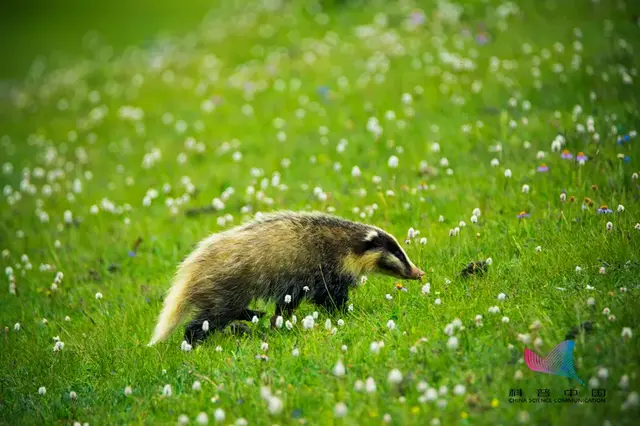 猹是什么动物，獾是什么动物图片（鲁迅笔下的猹原来长这样）