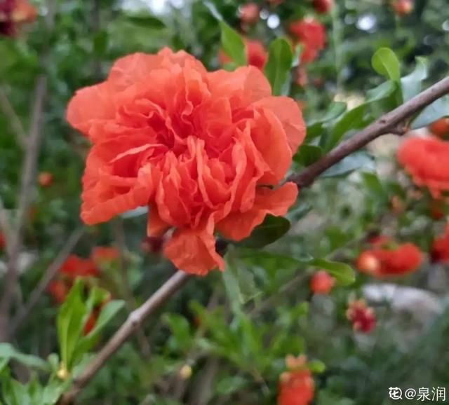 房前屋后种什么树好，在农村院前屋后必种的4种树（“5大鬼树”不要种）