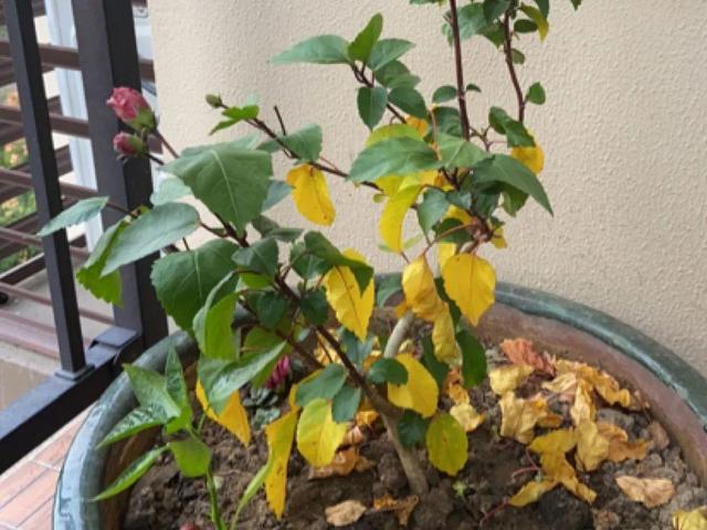 栀子花叶子发黄是什么原因，栀子花叶子发黄的原因是什么（栀子花叶子发黄）