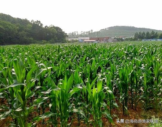 哈仙岛在哪里，哈仙岛附近还有什么岛（这一篇攻略就够了）