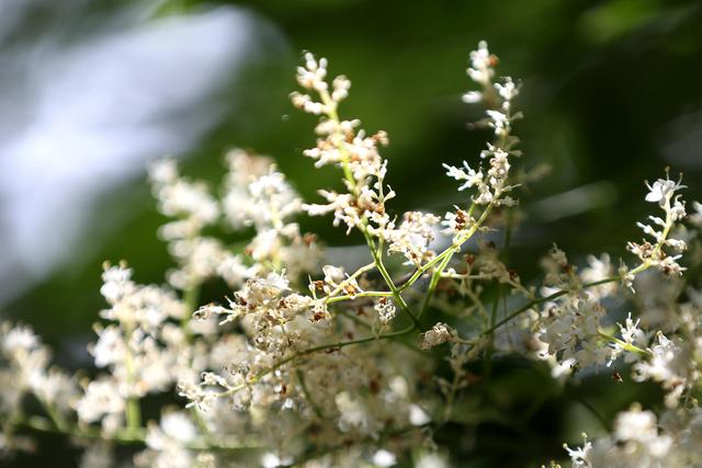 白丁香(白丁香图片,白色丁香花,几张习作,配参数(白丁香图片和功效) 白丁香(白丁香图片,白色丁香花,几张习作,配参数(白丁香图片和功效)