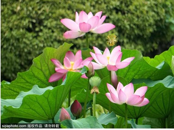 颐和园必看十大景点，颐和园有哪些景点值得去玩（这10个最美赏荷地等你来）