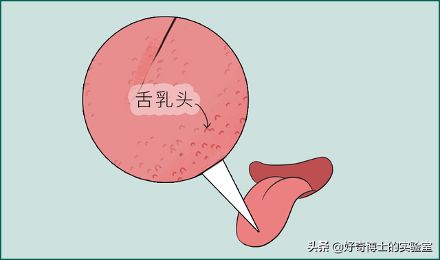 如何舌吻，舌头接触面积得多大