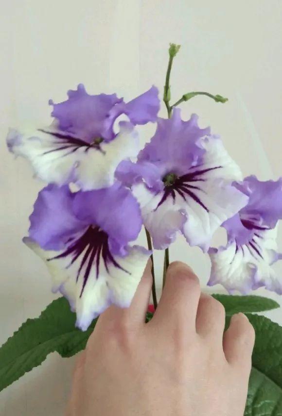 鸟尾花的繁育管理，鸟尾花 花期（30种耐阴花）