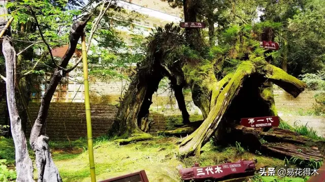 桧什么意思解释，桧字笔画笔顺（台湾珍稀濒危树种红桧）