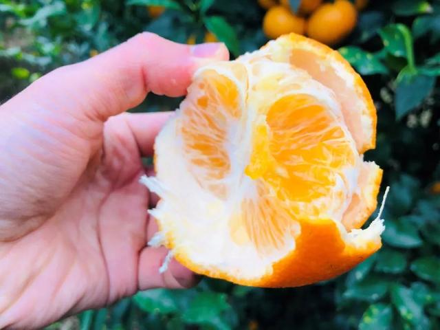 写乡村甘蔗的优美句子，家乡的甘蔗作文1000字（环江蜜汁沃柑，迷之好吃）