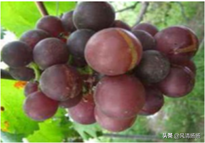 大绒球怎么种植，绒球花怎么种（葡萄全程种植管理、施肥方案）