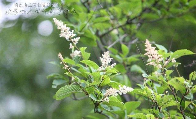 茨怎么读，蓼怎么读 拼音（中药材灵寿茨）