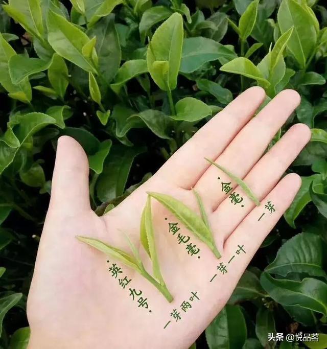 英红九号红茶什么档次，英红九号和金骏眉哪个好（市面上英红九号的价格多少钱一斤呢）